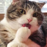 MeowWu