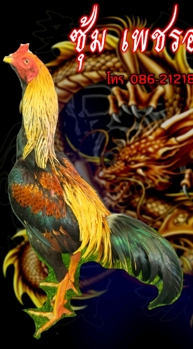 ไก่ชน เพชรอะตอม