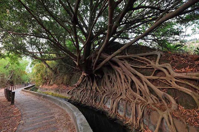 大榕樹