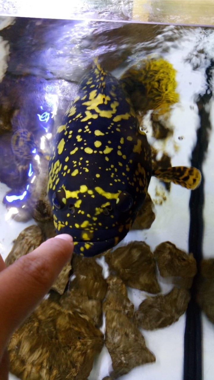 大興國際水族觀賞魚買賣競標