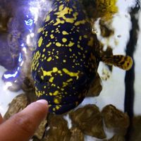 大興國際水族觀賞魚買賣競標