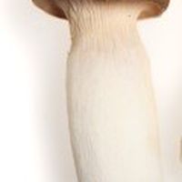 菇菇群