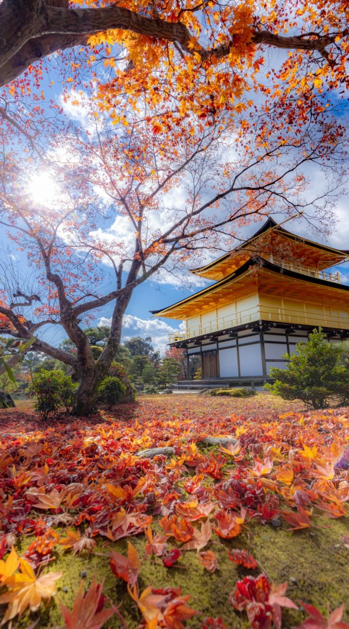 🍁日本語で一緒に話そう🌺（Ｎ５レベルの会話練習のグループ）