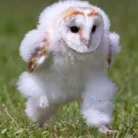 あらびの無料お得情報