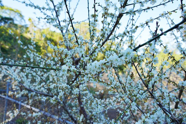 新社梅花隧道