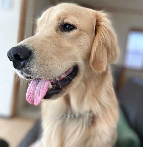 犬が飼い主さんに 大好き とアピールする鳴き方