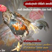 ซุ้ม ราชสีห์ฟาร์ม