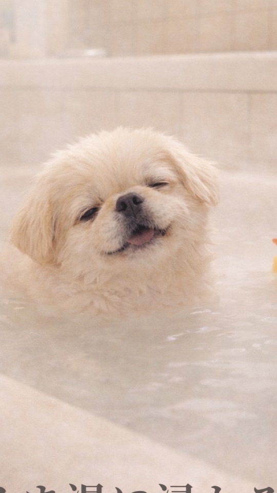 べんと🤘ﾊﾋﾟﾈｪｽ占い