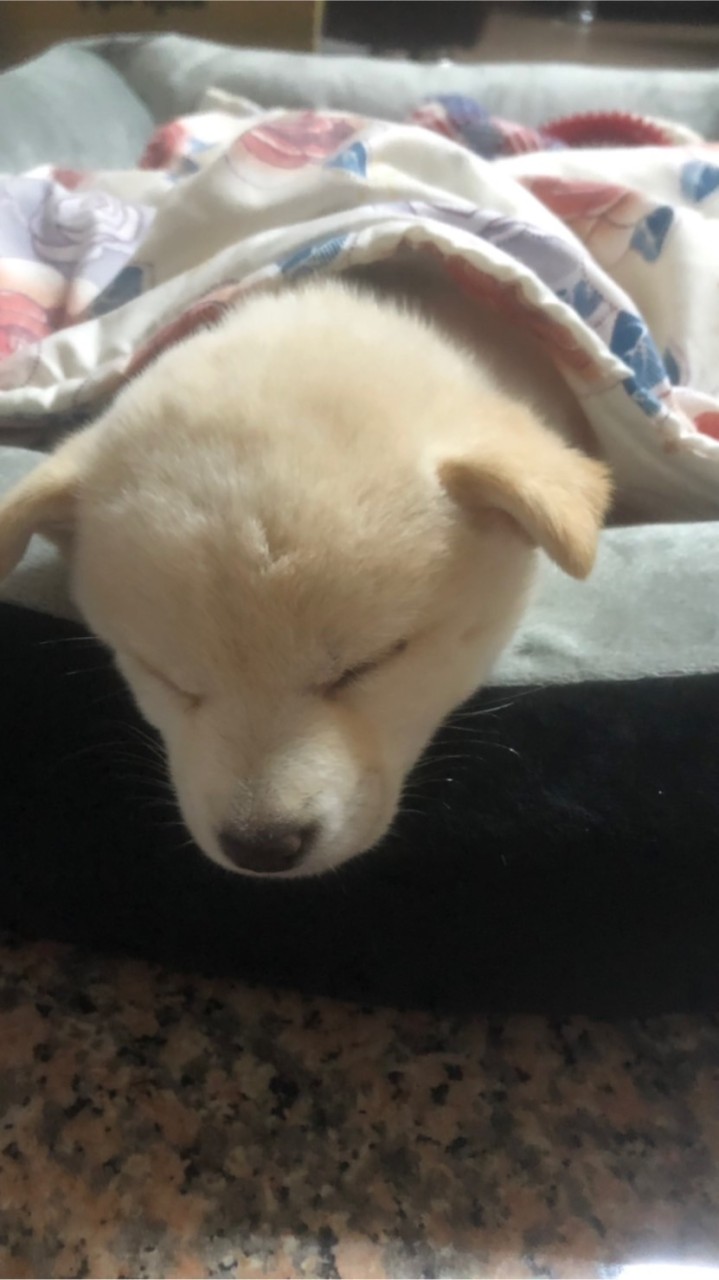 有狗的就進來
