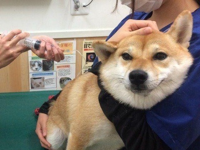 犬に注射を怖がらせないために飼い主ができること いぬのきもちnews