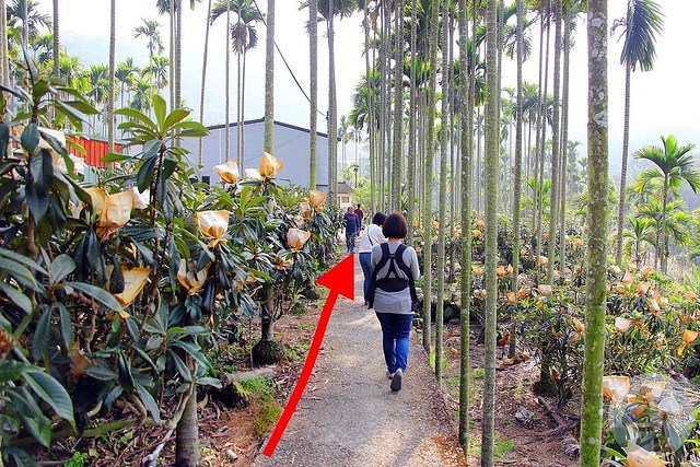 台中新社梅花秘境