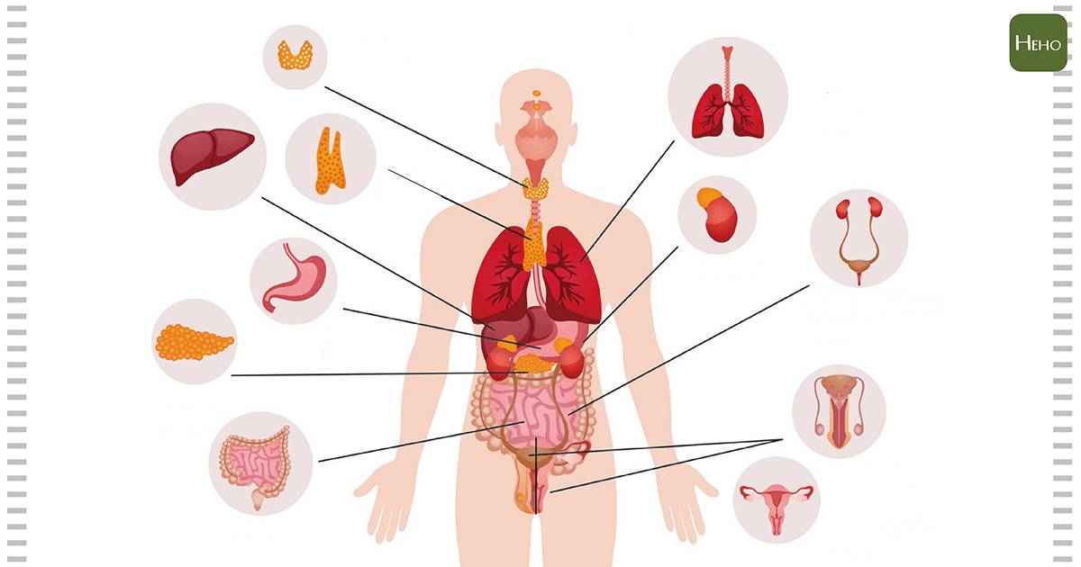 科普 人體8大系統的功能一次報你知！ Heho健康 Line Today