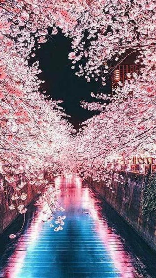 ツインサクラ🌸の本音トーク部屋