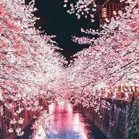 ツインサクラ🌸の本音トーク部屋