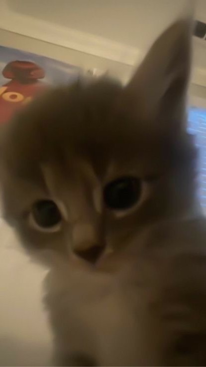 鬼殺隊･界隈民きて😸😸