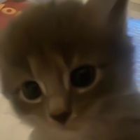 鬼殺隊･界隈民きて😸😸
