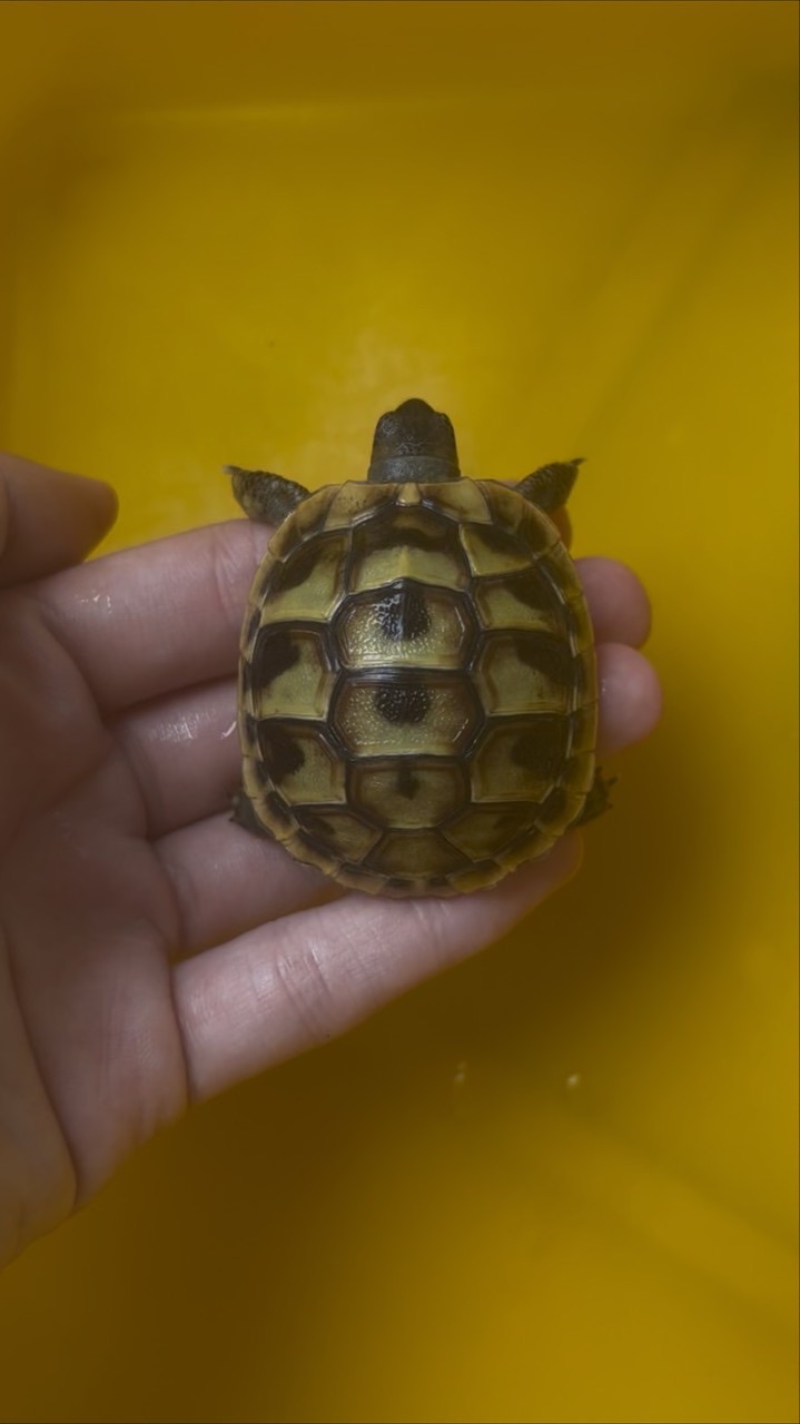 白澤兩棲爬蟲