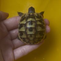 白澤兩棲爬蟲