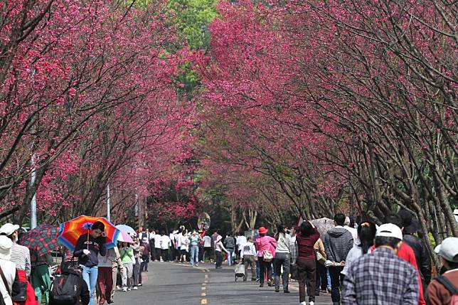 美麗的櫻花隧道 / 圖片來源：欣傳媒資料庫