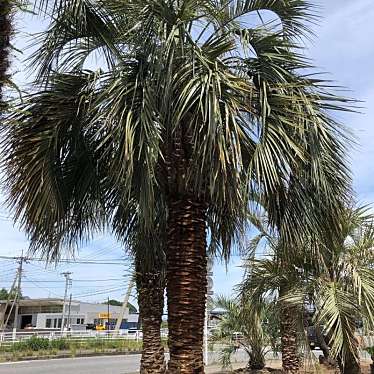 ユーザーの口コミ 関東ガーデン カントウガーデン 八千代町 高崎駅 造園 植木 By Line Conomi