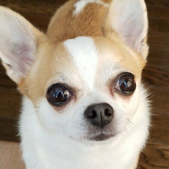 飼い主の 顔の上 に乗ってしまう犬の心理が気になる 可愛いものもあれば 驚いてしまうものも いぬのきもちnews