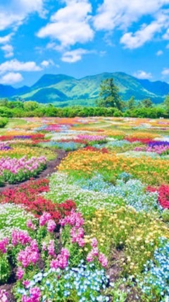 S603 Garden