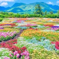 S603 Garden
