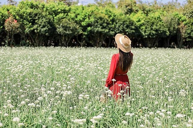 ▲彰化田中韭菜花田（圖/IG@153_mom）