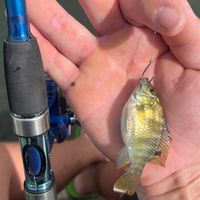 東部水生動物研究中心