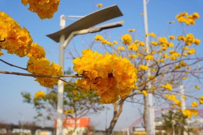 台中洲際路黃花風鈴木,崇德十九路黃花風鈴木,洲際棒球場黃花風鈴木