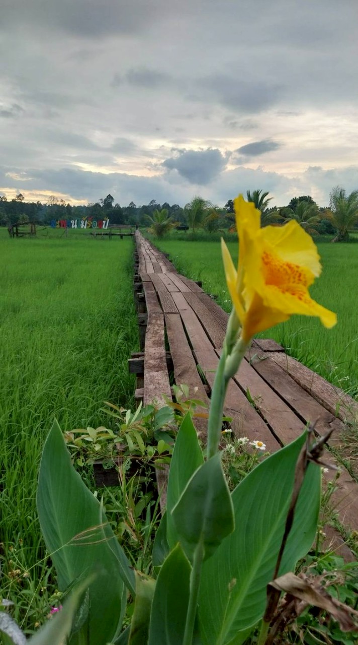 นาแปลงใหญ่สะพานไม้100ปี