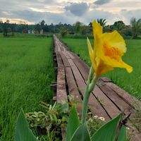 นาแปลงใหญ่สะพานไม้100ปี