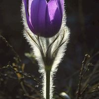 ดอกไม้สวย ๆ (Flower.official)