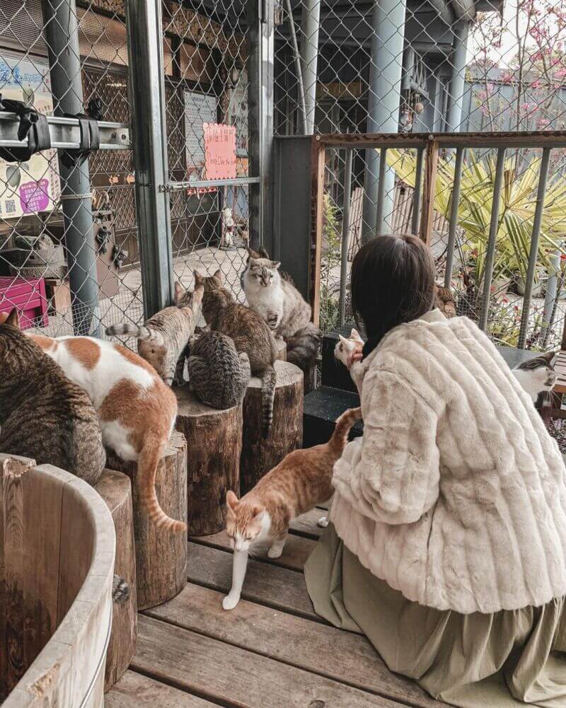 阿里山初日民宿 