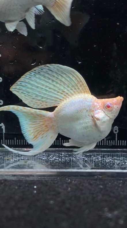 ปลาบอลลูน molly fish