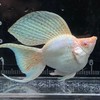 ปลาบอลลูน molly fish
