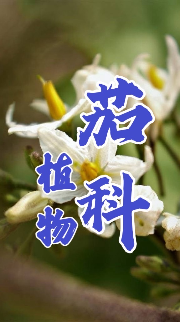 認識茄科植物