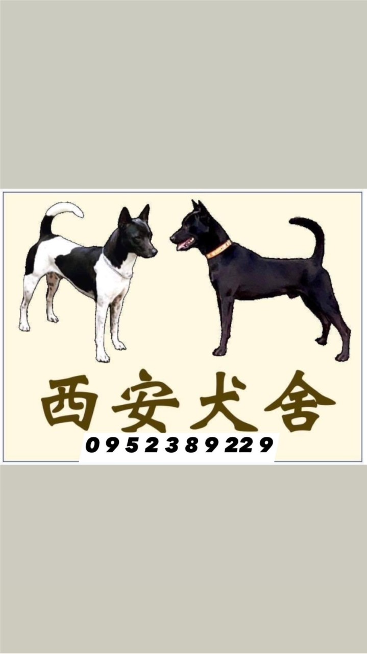 西安犬舍台灣犬俱樂部特寵業繁字第G1070103號