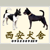 西安犬舍台灣犬俱樂部特寵業繁字第G1070103號