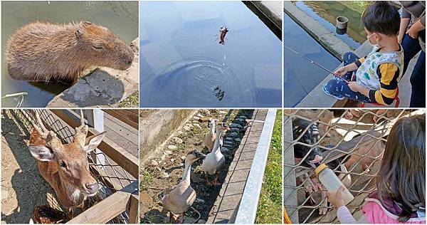 【桃園景點】花鹿秘境-150元門票不限時間釣蝦、餵魚、餵食及觀賞可愛的水豚與山羊、花鹿和小豬