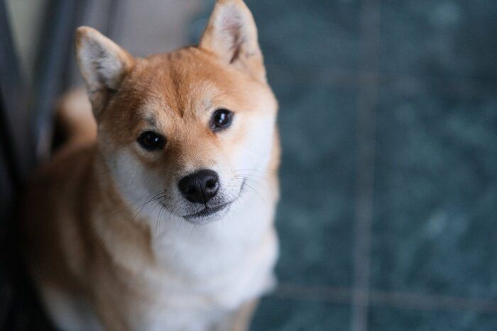 犬が楽しむガウガウ遊び ワンプロ の注意点とは