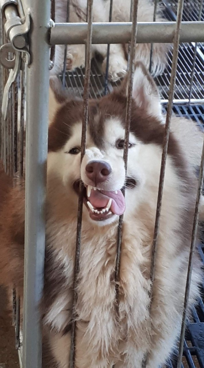 I like  Dog Thailand.