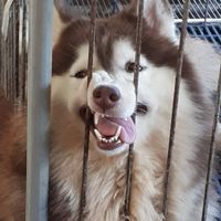 I like  Dog Thailand.