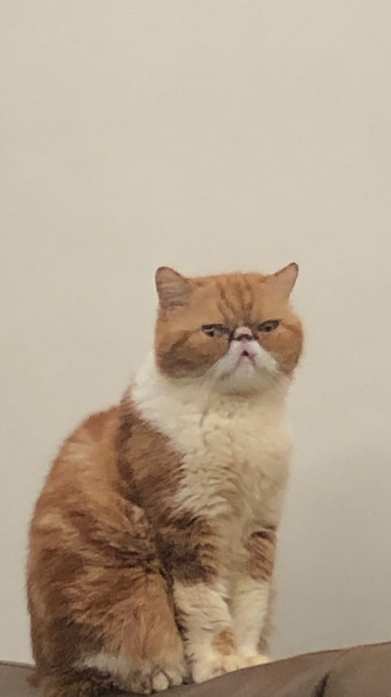 加菲喵後宮團