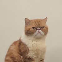 加菲喵後宮團