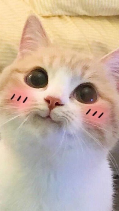 綠茶俱樂部