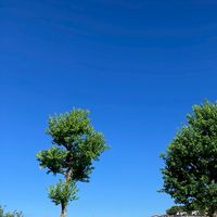 線維筋痛症同盟(痛覚変調性疼痛の人の参加もあり)