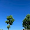 線維筋痛症同盟(痛覚変調性疼痛の人の参加もあり)