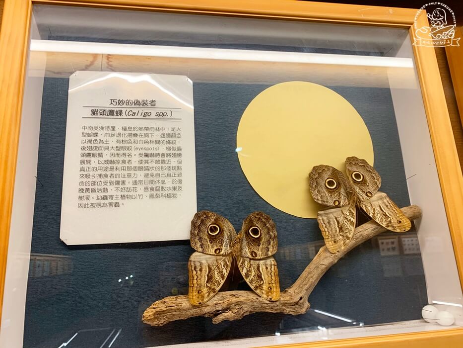 嘉義親子景點推薦