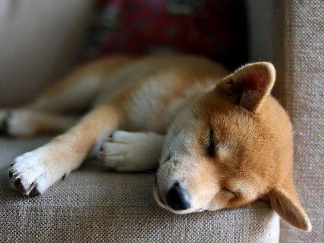 年にくる名前はコレ 犬の人気名前ランキング19 いぬのきもちnews